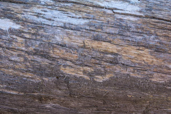 Tree Trunk Wood Texture Scandinavian Nature — Stock Photo, Image