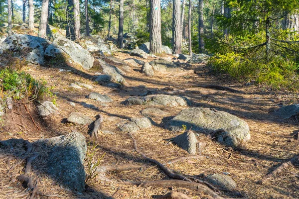 Скандинавський Ліс Навесні Photo Swedish Nature — стокове фото