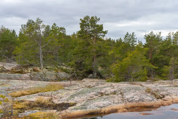 Forest by the Baltic Sea. Photo of Scandinavian nature. Swedish coast.