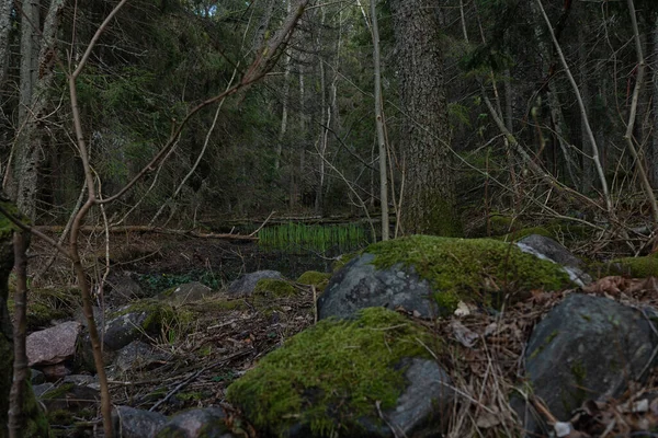 Floresta Sueca Conceito Obscuro Foto Natureza Escandinava — Fotografia de Stock