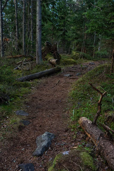 Svensk Skog Mörkt Koncept Bild Skandinavisk Natur — Stockfoto