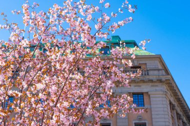 Sakura Stockholm 'de çiçek açar. İskandinavya 'da bahar.