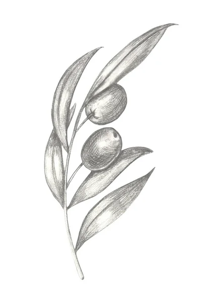 Olives and olive branches with leaves. — 스톡 사진