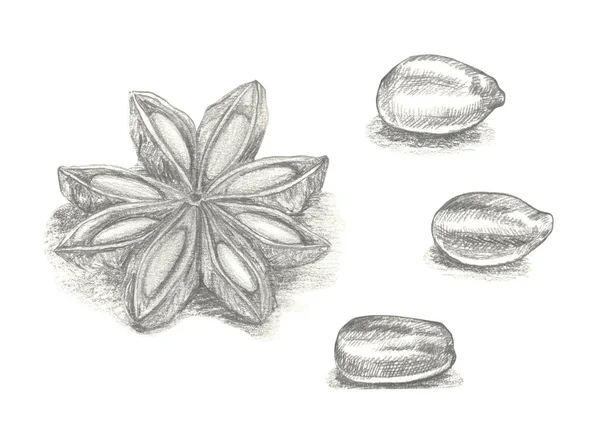 星形茴香手绘图解，独立于白色背景. — 图库照片