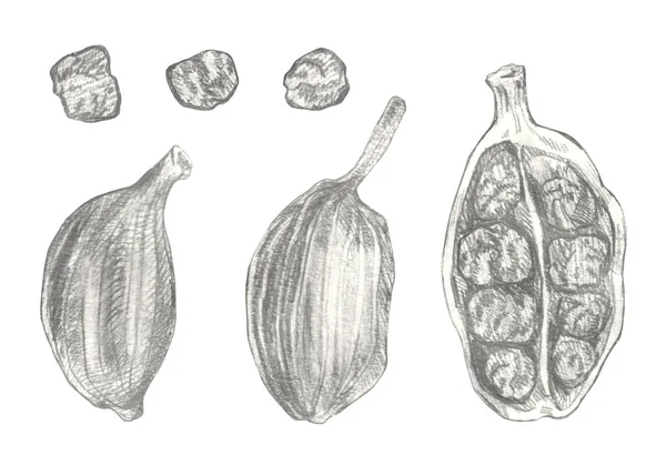 Garlic hand drawn illustration isolated on white background. — 스톡 사진