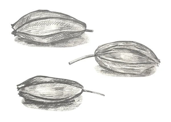하얀 배경에 분리 된 쿠 민씨앗, 스케치 스타일 삽화. — 스톡 사진