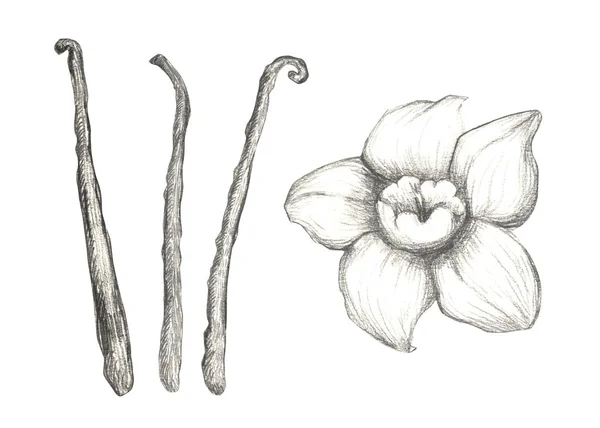 Колекція квітів ванілі . — стокове фото