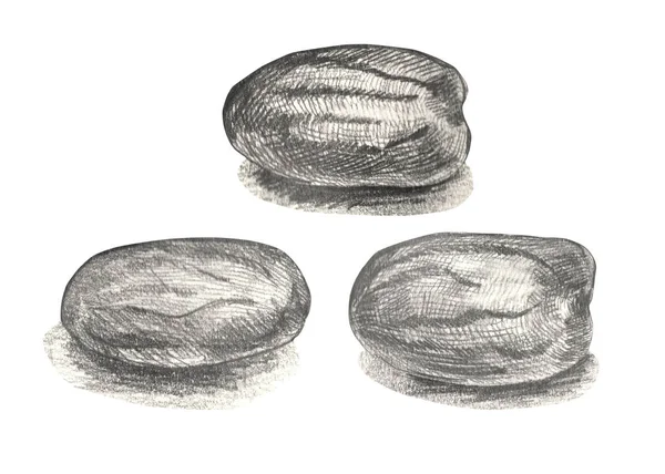Масло мускатного горіха харчовий інгредієнт. Насіння мускатного горіха . — стокове фото