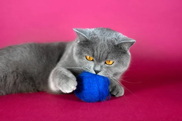 Cute grey British cat playing with a blue wool ball. A fat British cat on a pink background.