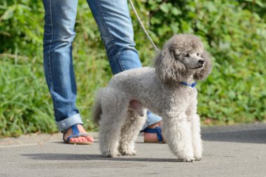 sokakta bir metresi ile gri fino köpeği