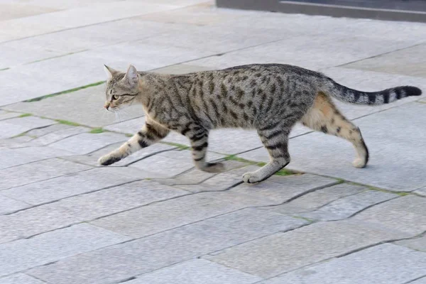 gray cat running on the street