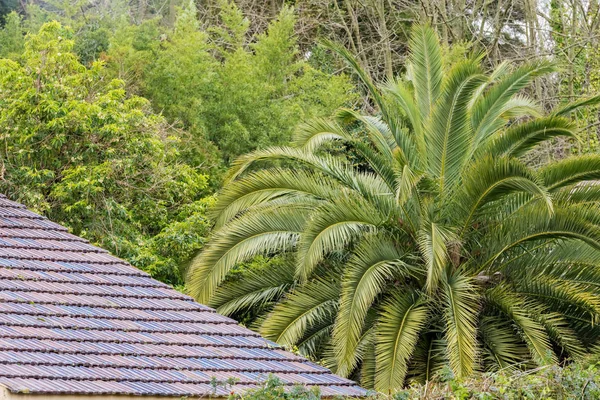 Palmträd över taket av huset — Stockfoto