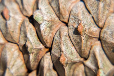 çam kozalakları görüntüsünü makro