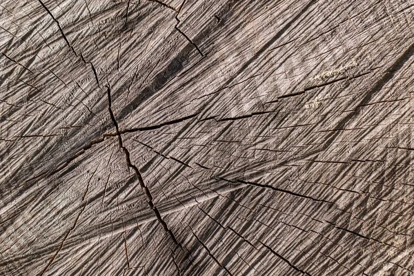 Texture d'un arbre gros plan — Photo