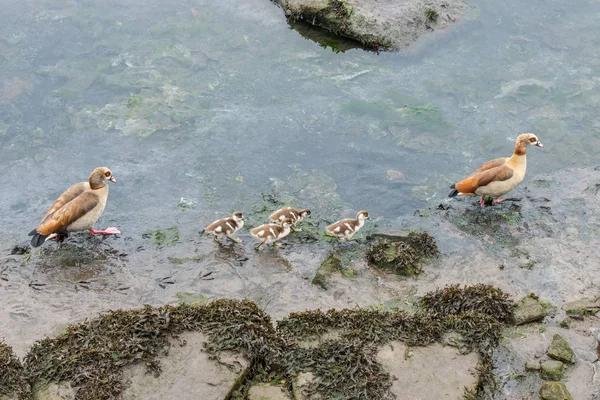 Дикая утка с цыплятами на реке — стоковое фото