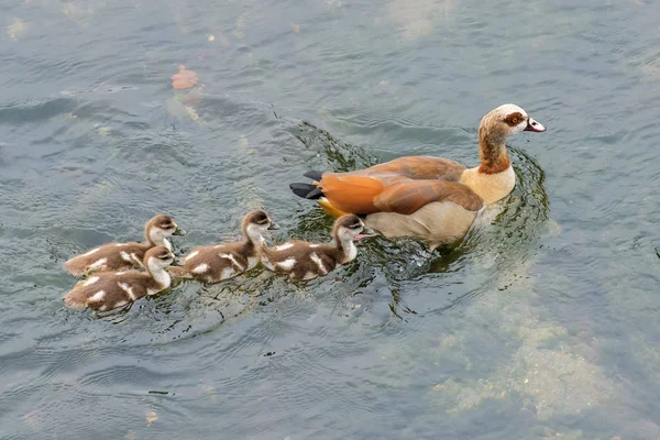 Wild duck with chicks on the river — Stock Photo, Image