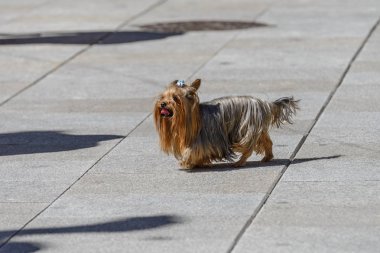 sokakta Yorkshire korkunç