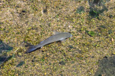 temiz su, üstten görünüm balık