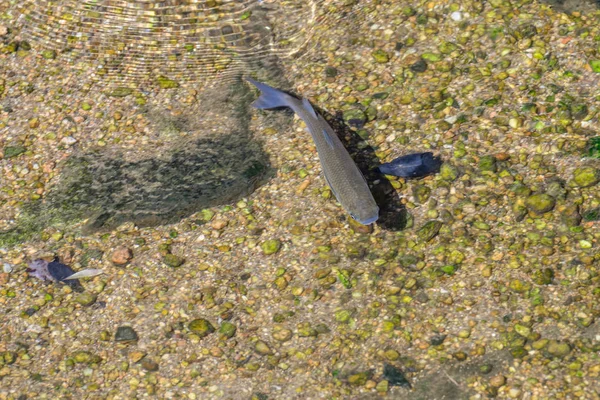 Pesce nell'acqua limpida, vista dall'alto — Foto Stock