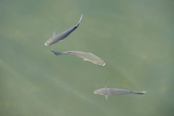 Pesce nell'acqua limpida, vista dall'alto — Foto Stock