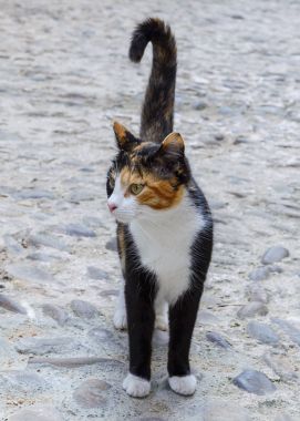 kedi bir sokakta yakın çekim