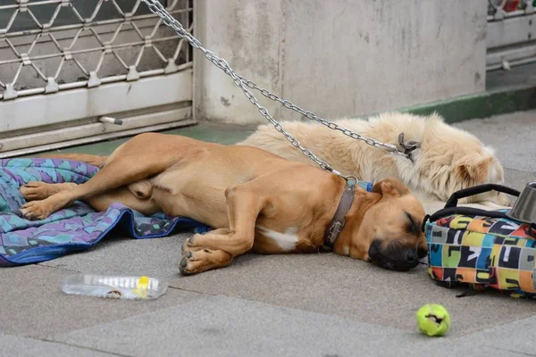 Slapende honden op straat — Stockfoto