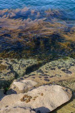 yosun kayalık sahil açık suda 