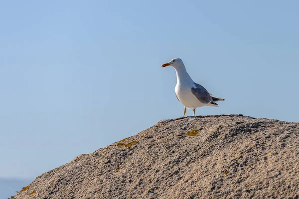 Seagull sitting on a rock — Stock Photo, Image