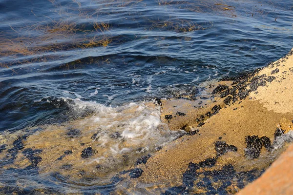 Algas en aguas claras en la costa rocosa —  Fotos de Stock
