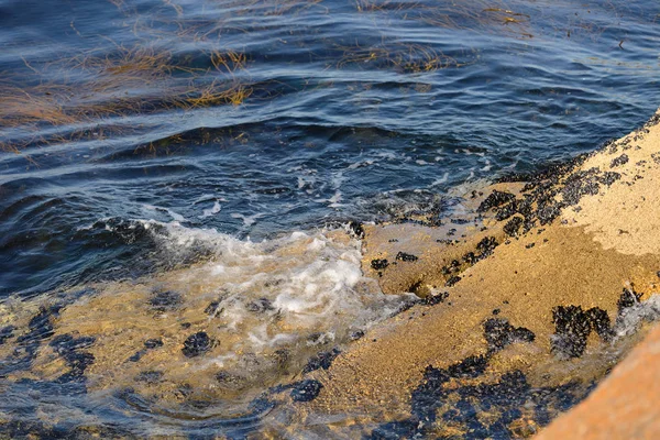 Algae in clear water in the rocky shore — Stock Photo, Image