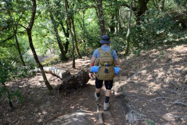 Orman yolunda sırt çantalı bir turist.