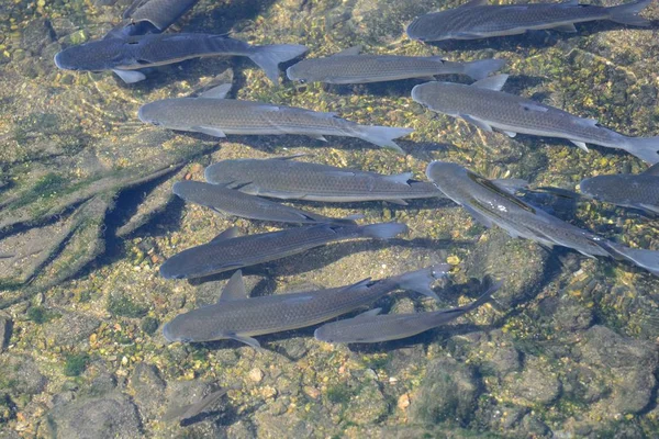 Pesce nell'acqua limpida, vista dall'alto — Foto Stock