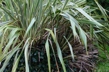 Avuç içi yaprakları yakın plan