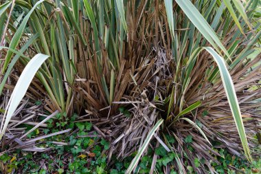 Avuç içi yaprakları yakın plan