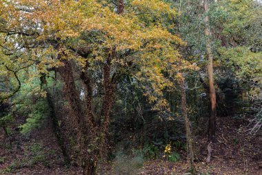Bulutlu havada sonbahar ormanı