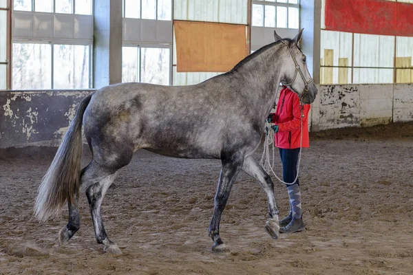 Cavalo Chão Treinamento — Fotografia de Stock