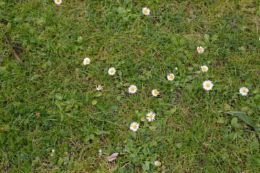 Çimlerde yeşil çimenler