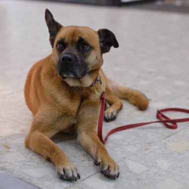 bir köpek ırkı boksör portresi