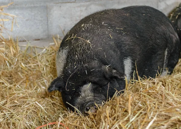 black pig lies in the straw