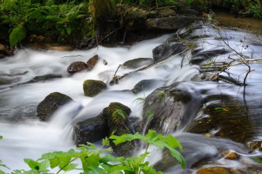 şelale orman Nehri üzerinde