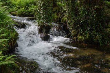 şelale orman Nehri üzerinde