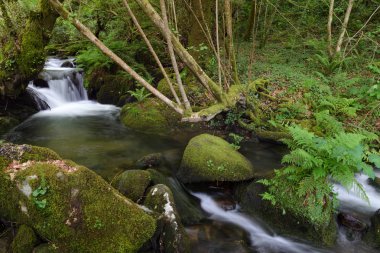 şelale orman Nehri üzerinde