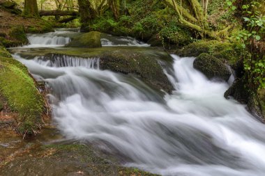 şelale orman Nehri üzerinde