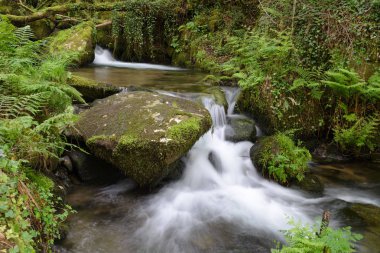 şelale orman Nehri üzerinde