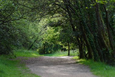 Yeşil bir ormanda yol