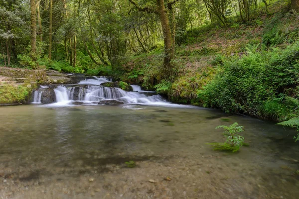 Cascada Río Del Bosque — Foto de Stock