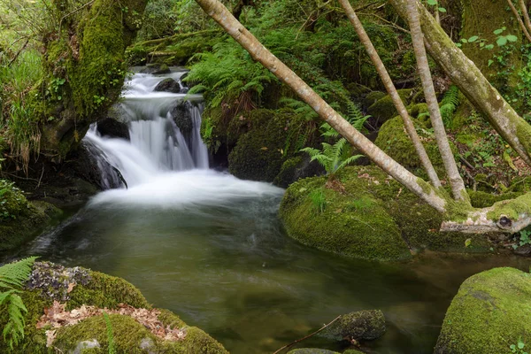 Cascada Río Del Bosque — Foto de Stock