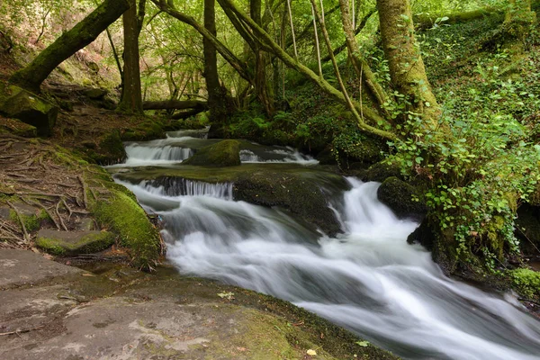 Cascada Río Del Bosque — Foto de Stock