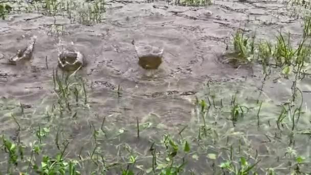 Trawa Wodzie Spadające Krople Deszczu Zwolnione Tempo — Wideo stockowe