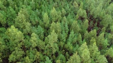 Yeşil bir çam ormanının üzerinden uçup İHA 'dan ateş ediyorlar.